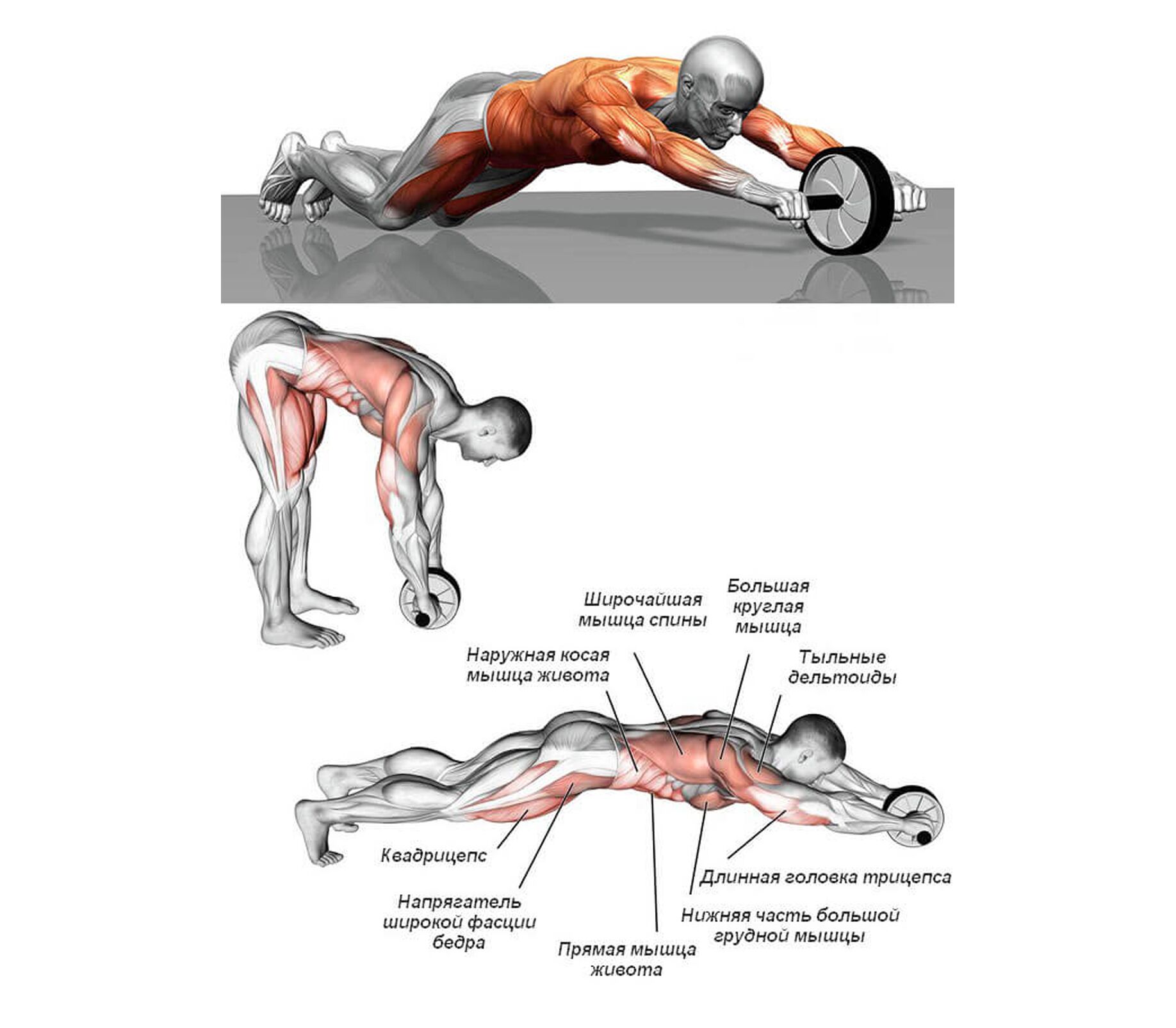 Ролл для пресса мышцы